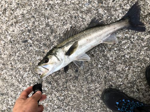 シーバスの釣果