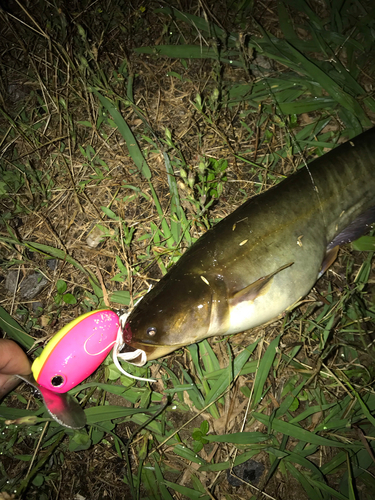 ナマズの釣果