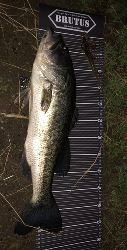 ブラックバスの釣果