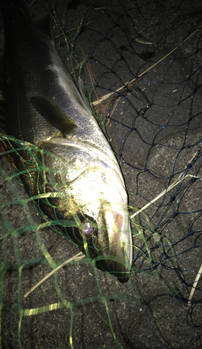 シーバスの釣果