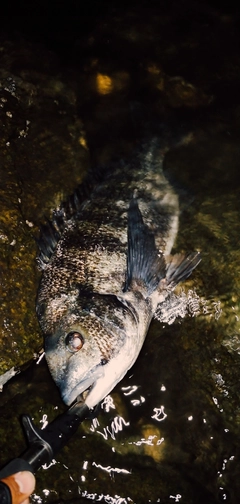 クロダイの釣果