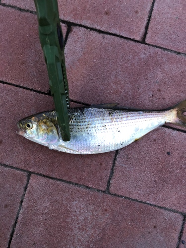 コノシロの釣果