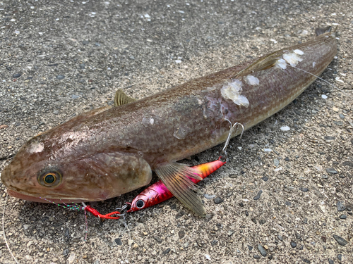 エソの釣果