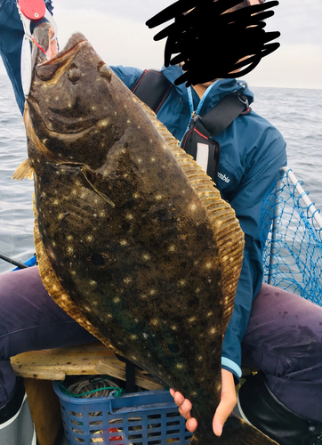 ヒラメの釣果