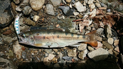 ヤマメの釣果