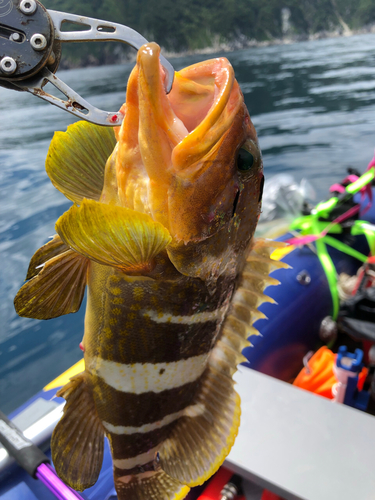 アオハタの釣果