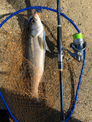 スズキの釣果