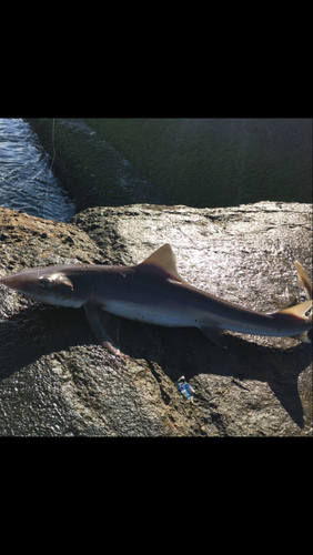 サメの釣果