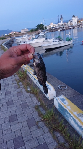 ソイの釣果