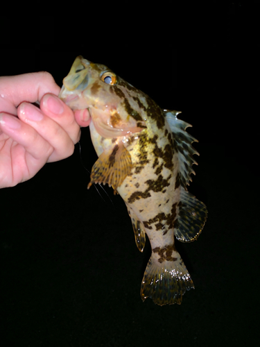 タケノコメバルの釣果