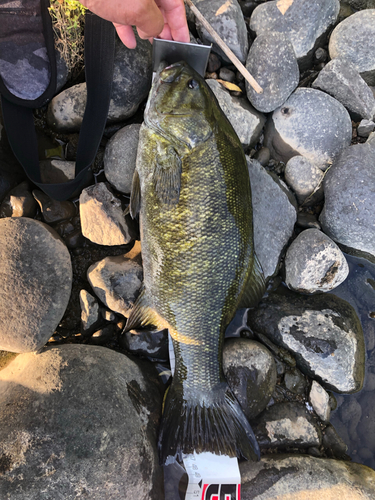 スモールマウスバスの釣果