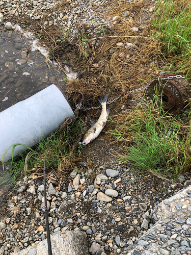 ニゴイの釣果