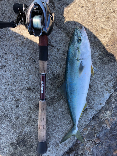 イナダの釣果