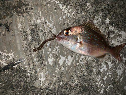 チダイの釣果