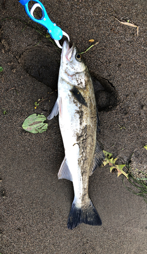 スズキの釣果