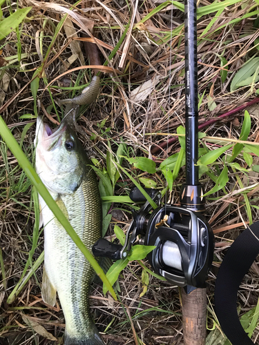 ブラックバスの釣果