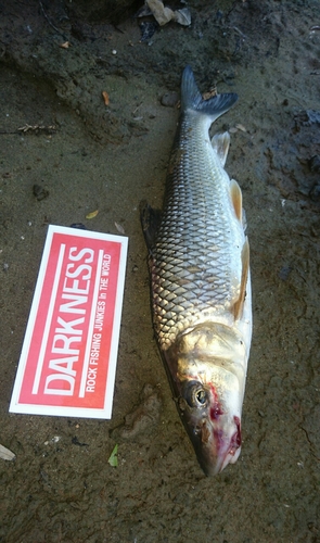 ニゴイの釣果