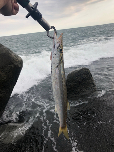 アカカマスの釣果