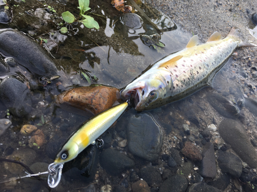 ブラウントラウトの釣果