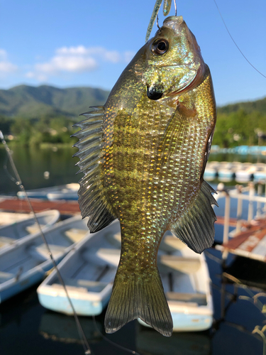 ブルーギルの釣果