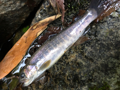 イワナの釣果