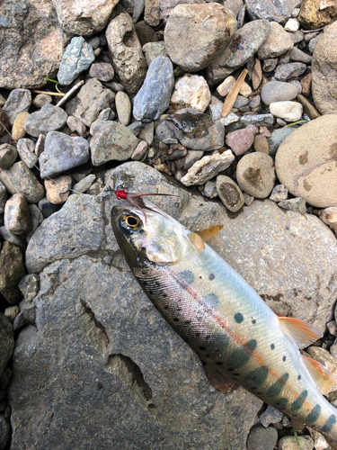 ヤマメの釣果