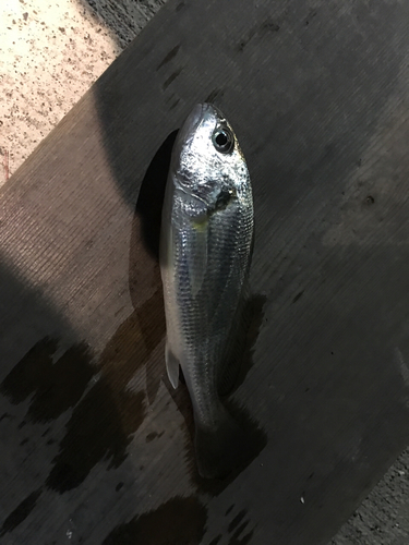 釣果