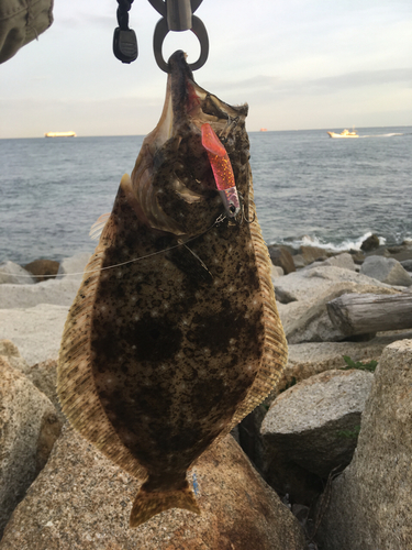 ヒラメの釣果