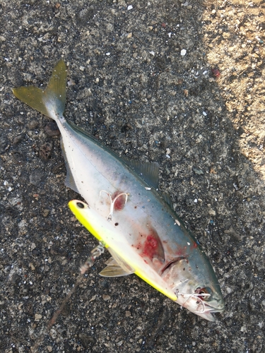 ツバスの釣果