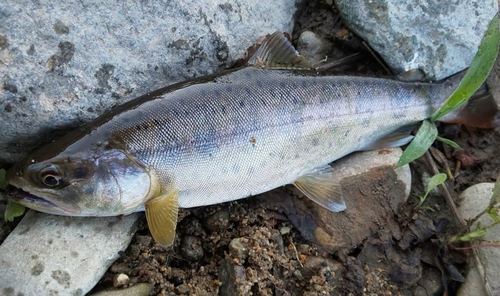 ヤマメの釣果