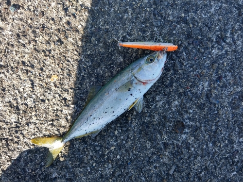 ツバスの釣果