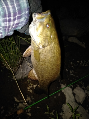 スモールマウスバスの釣果