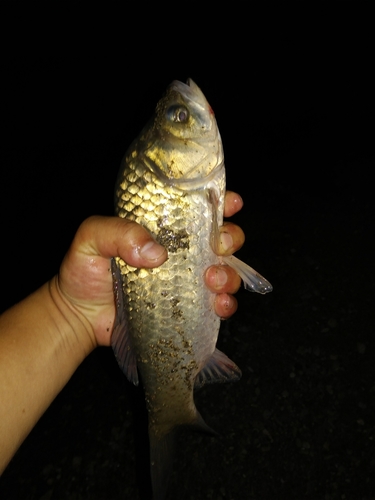 フナの釣果