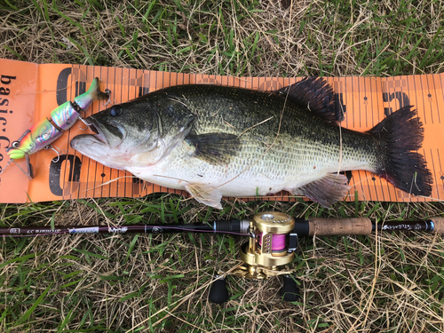 ブラックバスの釣果