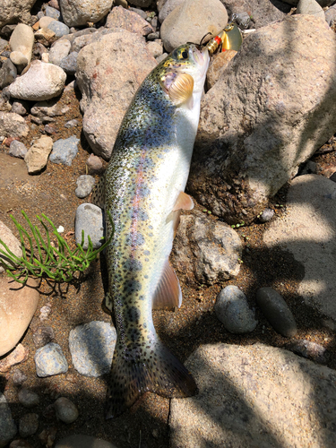 ニジマスの釣果