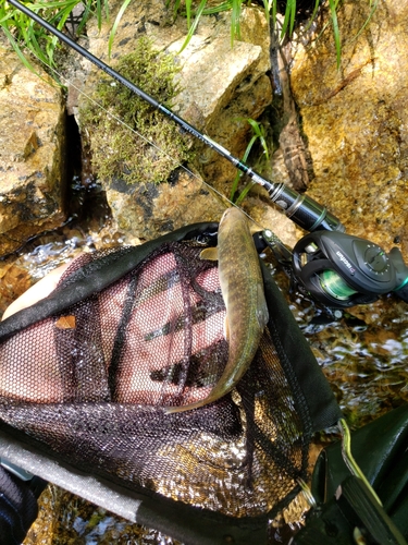 イワナの釣果