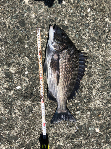 クロダイの釣果