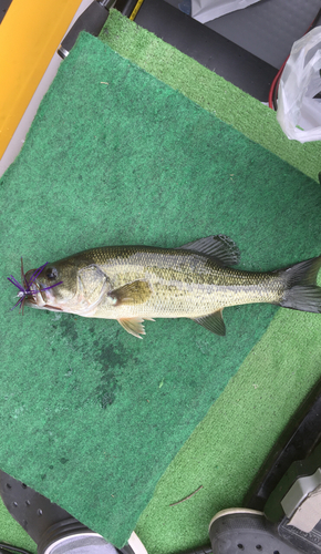 ブラックバスの釣果