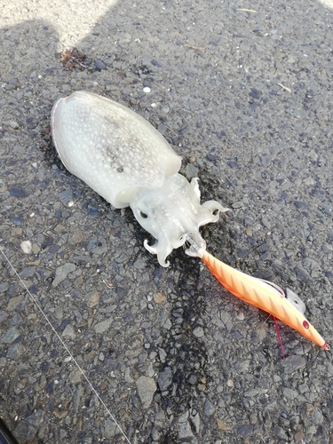 シリヤケイカの釣果