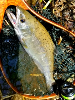 ヤマメの釣果