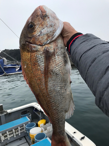 タイの釣果