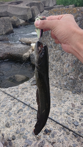 ナマズの釣果