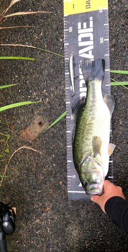 ブラックバスの釣果