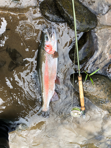 ニジマスの釣果