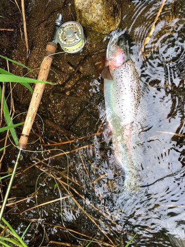 ニジマスの釣果