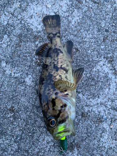 タケノコメバルの釣果