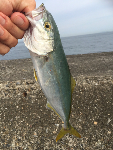 ツバスの釣果