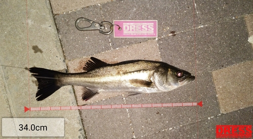 シーバスの釣果