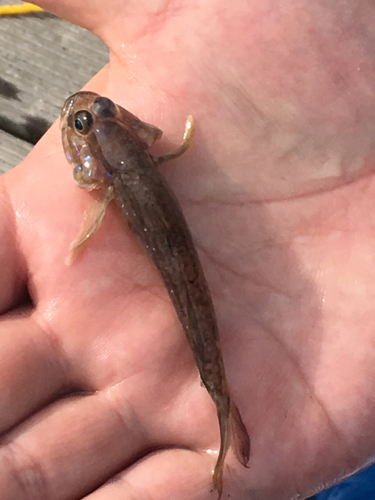 マハゼの釣果