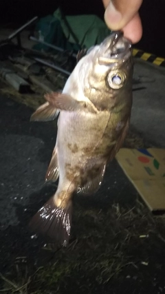 メバルの釣果